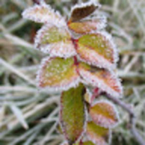 Meet your Posher, Benjamin